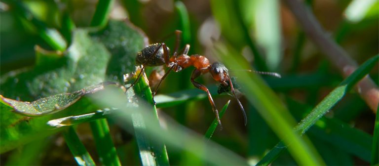 Kunstgras tegen mieren in de tuin? Is dat een oplossing